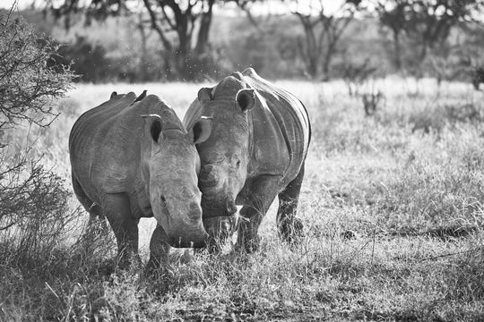 "Breitmaul-Nashorn Paar" - Fine Art Pigmentdruck hinter Acrylglas 50 cm x 75 cm