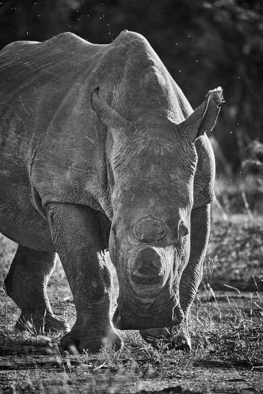 "Breitmaul-Nashorn" - im Passepartout-Rahmen 93 cm x 68 cm