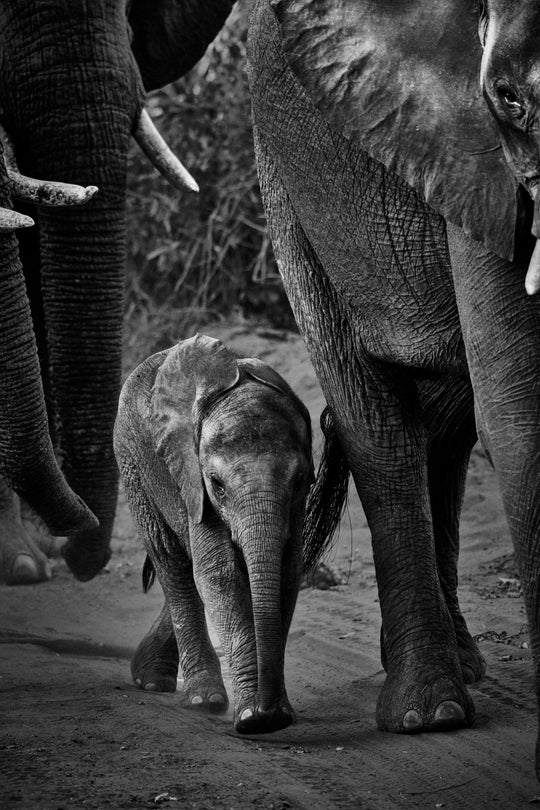 "Elefantenbaby" - im Passepartout-Rahmen 93 cm x 68 cm