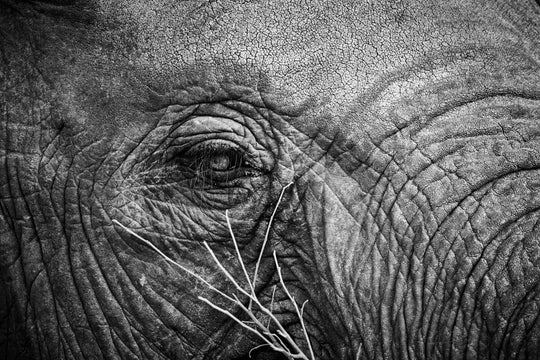 "Elefantenauge" - im Passepartout-Rahmen 68 cm x 93 cm