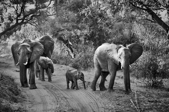 "Elefantenfamilie" - im Passepartout-Rahmen 68 cm x 93 cm