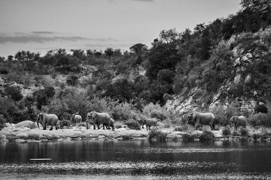 "Elefantenherde" - im Passepartout-Rahmen 68 cm x 93 cm