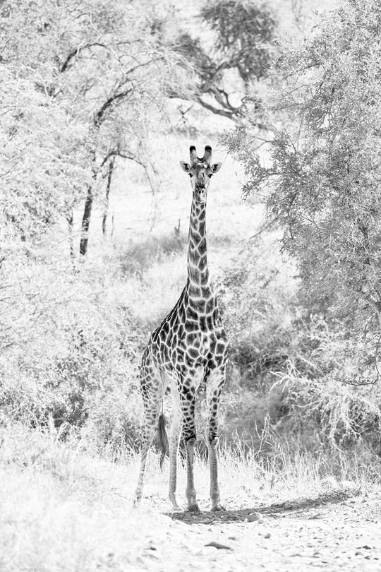 "Giraffe" - im Passepartout-Rahmen 93 cm x 68 cm