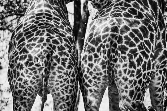 "Giraffe rückwärts" - im Passepartout-Rahmen 68 cm x 93 cm