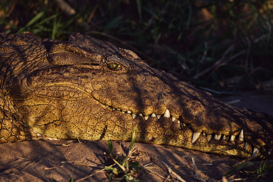 "Krokodilkopf" - im Passepartout-Rahmen 68 cm x 93 cm