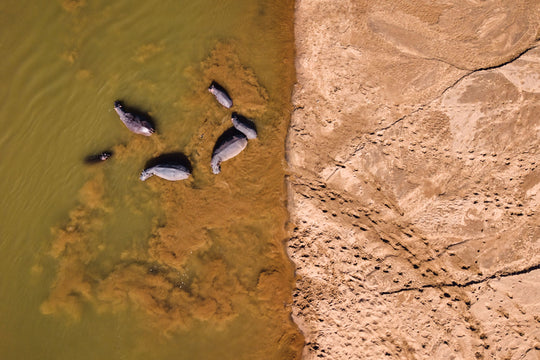 "Nilpferd auf Sandbank" - im Passepartout-Rahmen 68cm x 93 cm