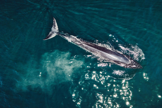 "Finnwal" - Foto-Leinwand matt 70 cm x 105 cm