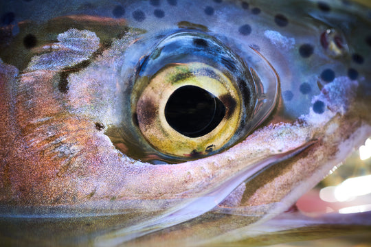 "Fischauge" - im Passepartout-Rahmen 68 cm x 93 cm