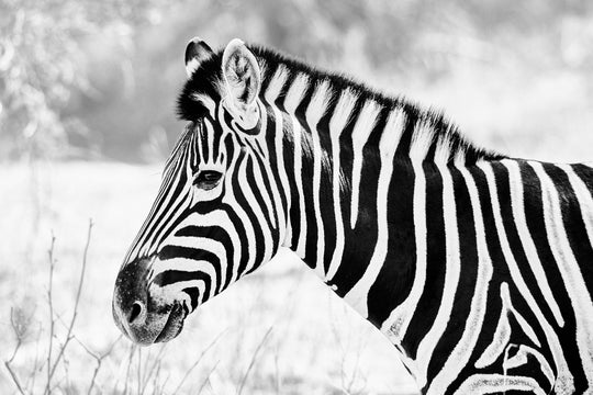 "Zebra-Kopf" - im Passepartout-Rahmen 68 cm x 93 cm